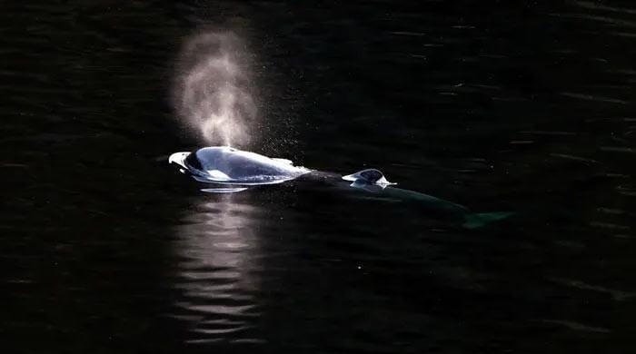 Un pui de orcă se eliberează în sfârșit după ce a rămas blocat în lac mai mult de 30 de zile