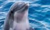 First US case of bird flu in a Florida dolphin rings 'catastrophe' bells