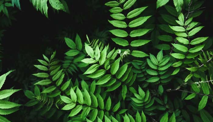 1-million-year-old plant mating give birth to worlds most popular drink. — Unsplash/File