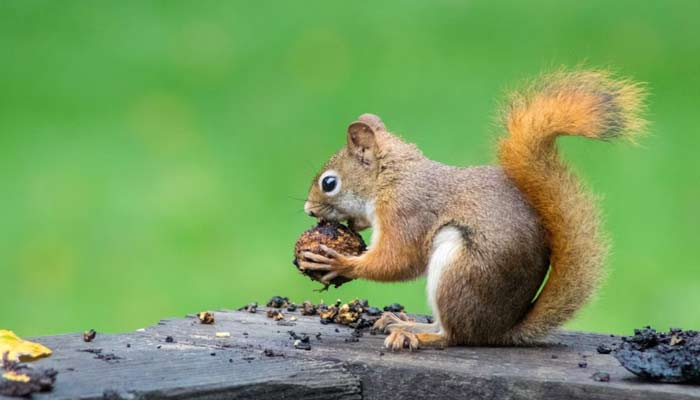 Squirrels from Middle Ages gave modern Brits leprosy, says research. — Unsplash