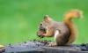 Middle Age squirrels likely behind leprosy in modern England