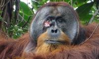 Wounded Orangutan Treats Injury By Using Medicinal Plant