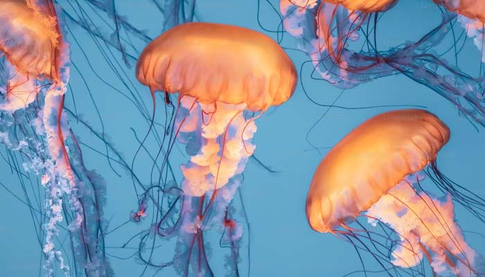 Jellyfish movement may aid in heart disease detection, say Caltech scientists. — Unsplash/File