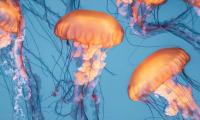 Jellyfish Can Help Detect Heart Disease?