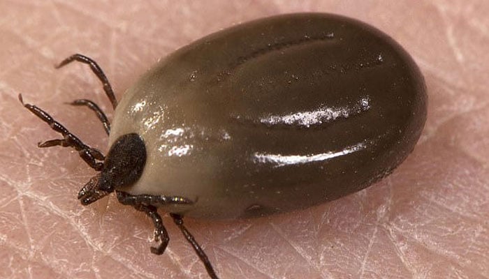 Ticks look like a black dot but after drinking blood for several days they swell up to a brown or grey ball the size of a pea. — Daily Mail