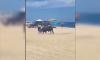 WATCH: Wild bull attacks woman on Mexican beach