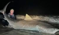 Florida Fisherman Catches Humongous 12-foot Tiger Shark