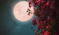 Flower Moon: When, Where, How To See Celestial Event?