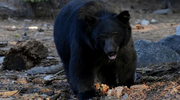 Enraged bear claims woman's life in KP's Balakot