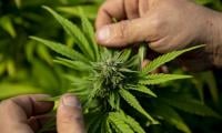 Daily Cannabis Use Surpasses Alcohol In US: Study 