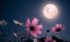 Flower Moon: These are most influenced zodiac signs