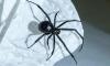 'World's deadliest spider' coming back: Should you worry?