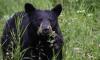 Six infected with deadly brain worms after consuming black bear meat: report