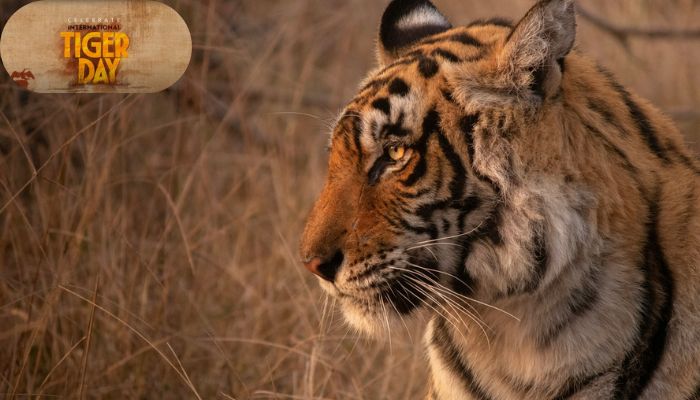 Theme: Securing the future of Tigers with Indigenous People and Local Communities at the heart