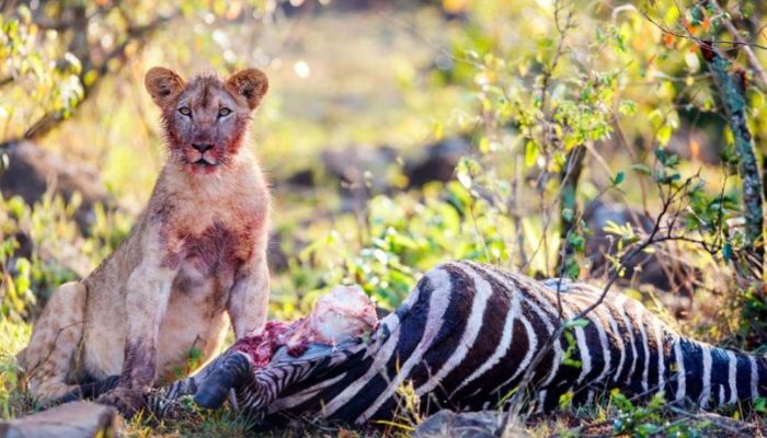 Zoo in Denmark asks for pet donations to feed lions, tigers