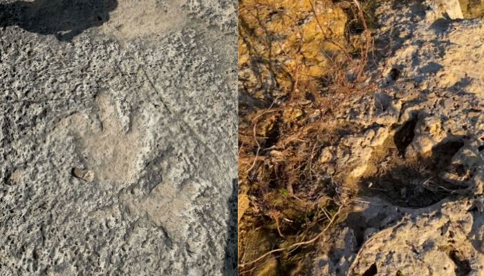 Texas floods unearth 100 million-year-old dinosaur tracks