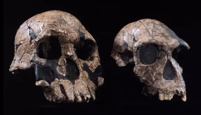 Newly found early Homo species shakes up human evolution theory