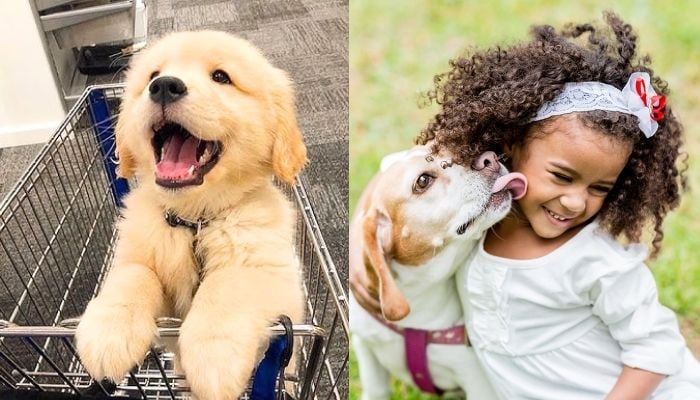 Chinese hotel launches rent-a-dog service