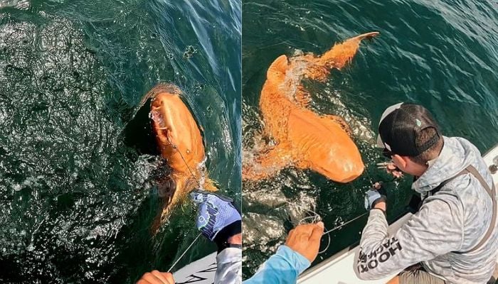Caribbean divers encounter rare orange nurse shark