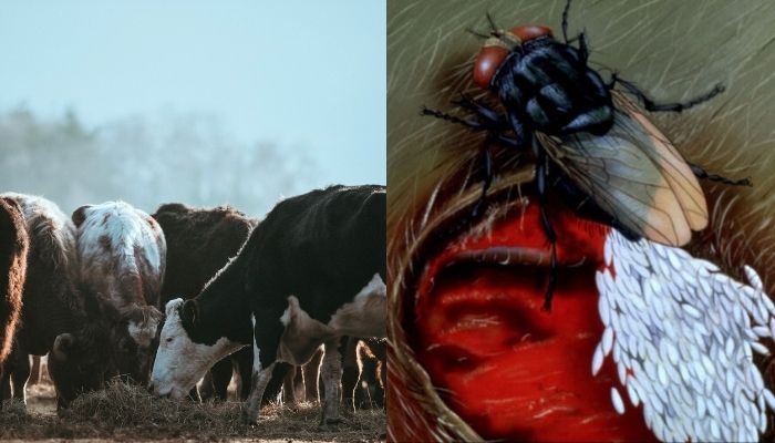 US confirms first case of flesh-eating New World screwworm in human