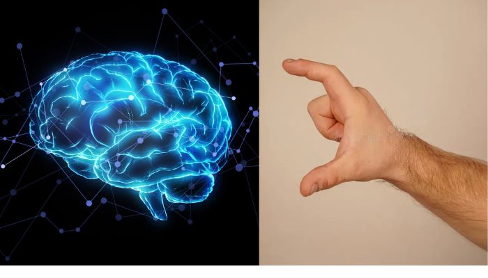 Primate thumb size correlates with increased brain capacity, study finds