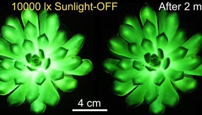 (Credit: The Journal of Matter) Impact of sunlight on glow in dark plants