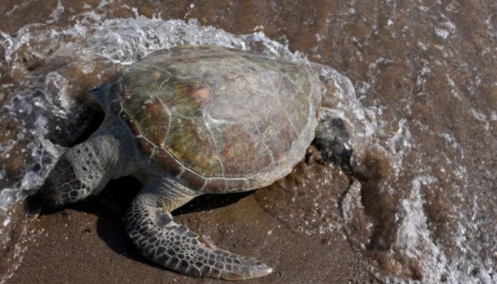 More than 32 turtles’ washed-up dead-on beaches at Port Stephen, authorities are investigating cause of deaths