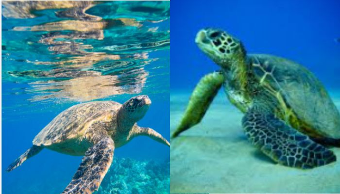 Green turtles washing off dead on Australian beaches