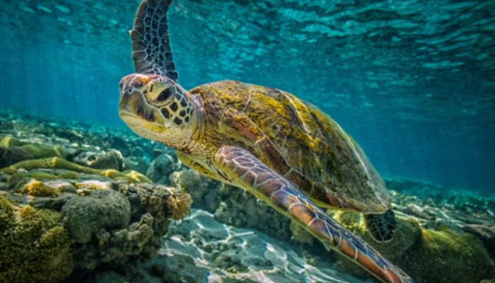Turtles with bleeding eyes washed off on Australian beaches