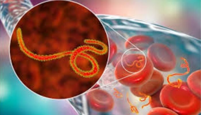 Ebola outbreak in Africa, Deadly virus claims 36 lives including 4 health workers, cases rise to 81