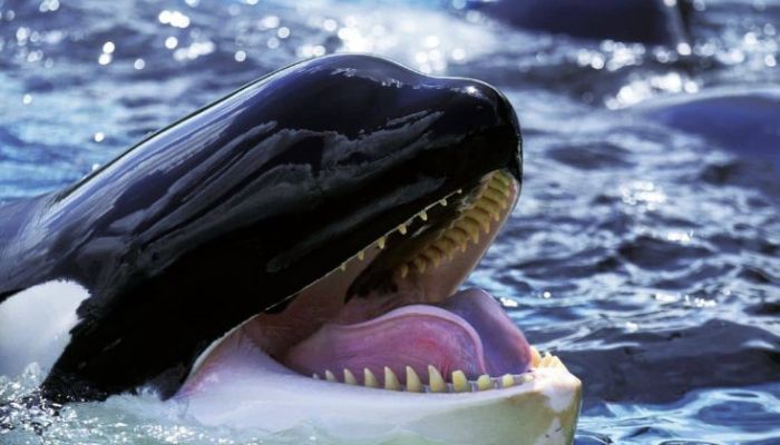 Orcas, also known as killer whales