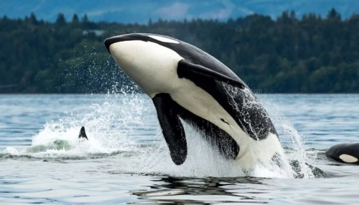 Young orcas ram boats off Portugal’s coast, sinking one