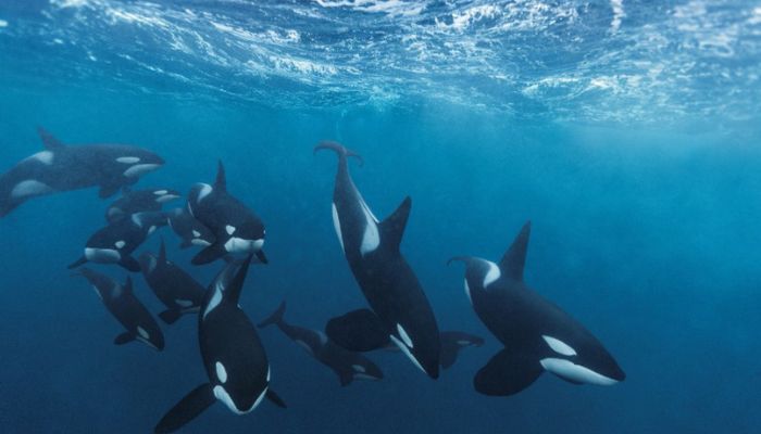 Young orcas ram boats off Portugal’s coast, sinking one