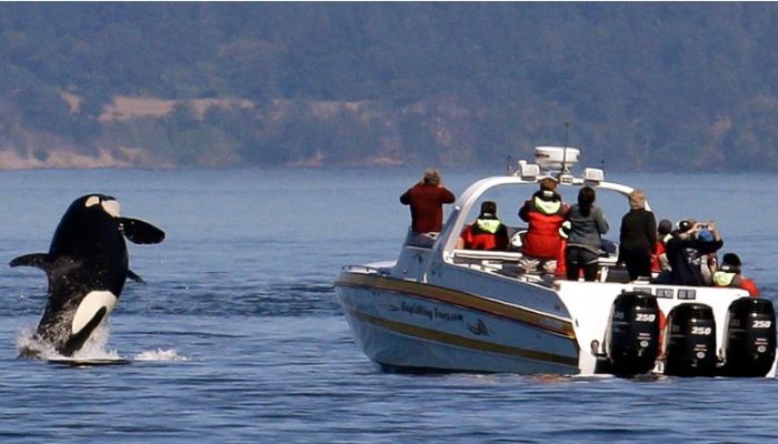 Yacht was carrying five people when killer whales attacked near Fonte Da Telha Beach