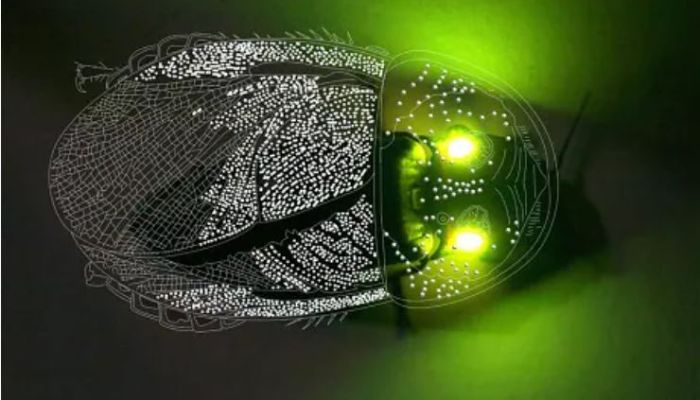 Watch: Most beautiful glowing creatures of world