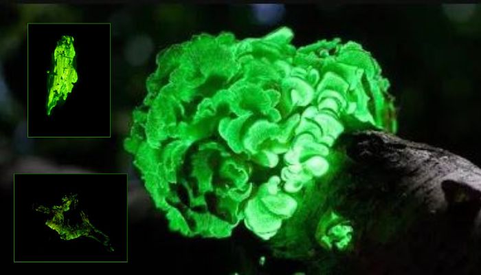 Watch: Most beautiful glowing creatures of world