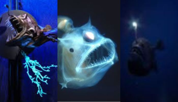 Watch: Most beautiful glowing creatures of world