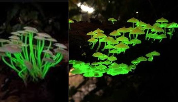 Watch: Most beautiful glowing creatures of world