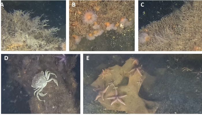 Scientists discover ocean life thriving on sunken WWII explosives