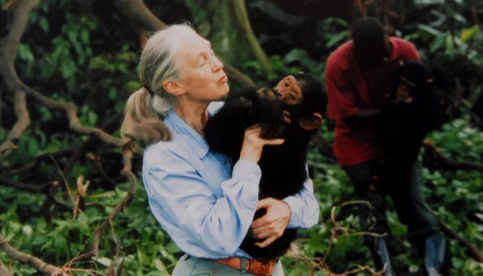 Jane Goodall: A trailblazing legacy in primate science, conservation