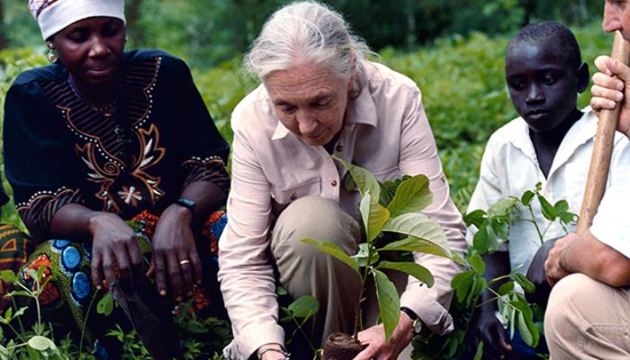 Jane Goodall: A trailblazing legacy in primate science, conservation