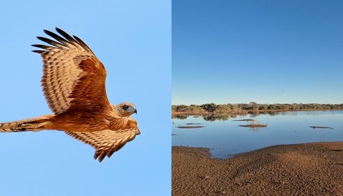 Australias Red Goshawk nears extinction as range collapses across continent