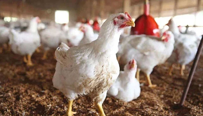 Representational image showing chickens at a poultry farm. — AFP/File
