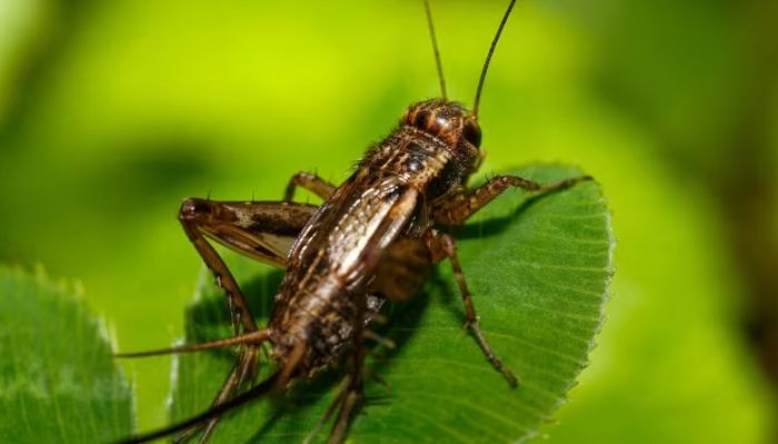 World know crickets as insects, famous for their chirping sound but they can also tell temperature around