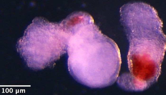 Regenerative medicine milestone: Artificial human embryos grow blood cells