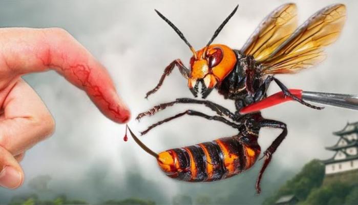 Alerts issued after Asian hornets horrors Ireland