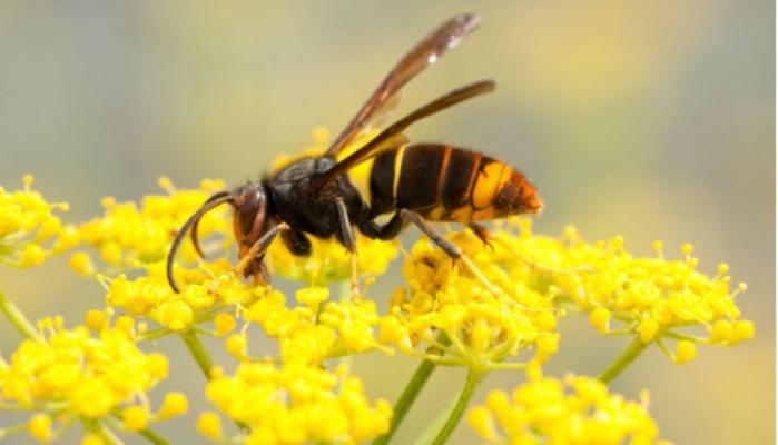 First sighting of Asian Hornets observed in Belfast Ireland, which consumes 60-70% of honeybees,reports Beekepeers Association