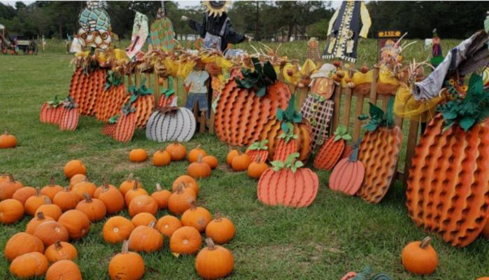 Spilmans Pumpkin farm,North Yorkshire