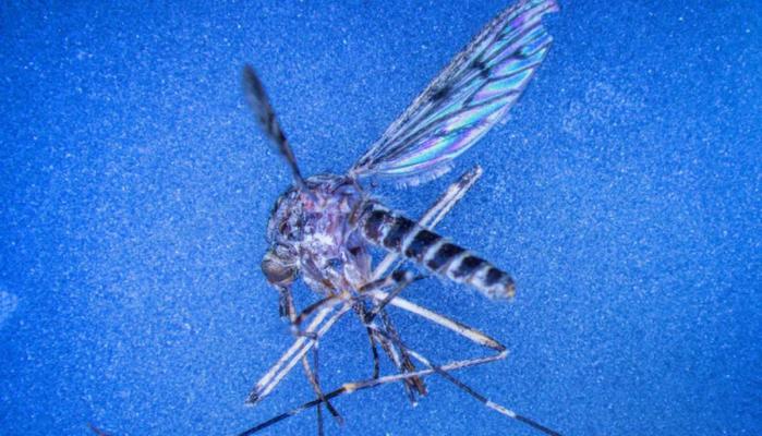 Climate change worsens as Iceland confirms mosquito sightings in historic first