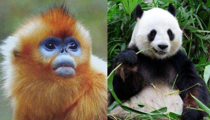 Golden monkeys replace ‘panda diplomacy’? China debuts rare species at European zoos